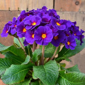 Primula elatior Veristar Late Blue - Slanke sleutelbloem