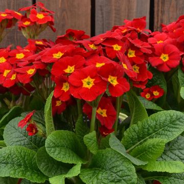 Primula elatior Veristar Late Red - Slanke sleutelbloem