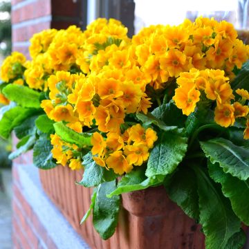 Primula elatior Veristar Yellow Gold - Slanke sleutelbloem