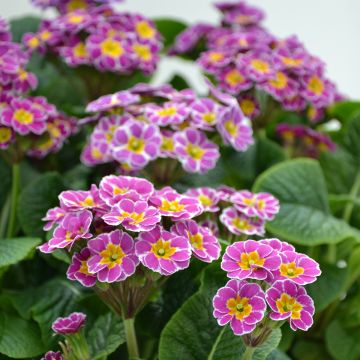 Primula elatior Violet Laced - Slanke sleutelbloem