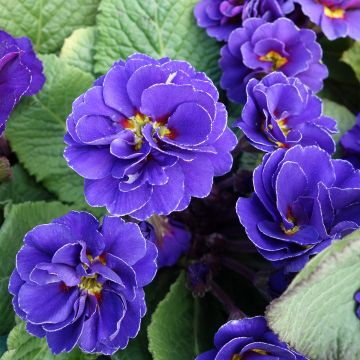 Primula Miss Indigo - Stengelloze sleutelbloem
