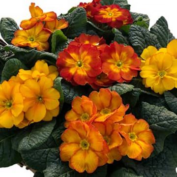 Primula Primus F1 Autumn Fire - Slanke sleutelbloem