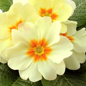 Primula Rambo F1 Lemon Cream - Stengelloze sleutelbloem