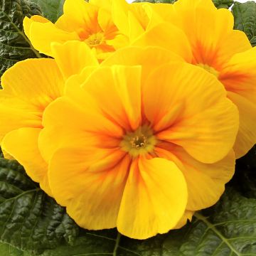 Primula Rambo F1 Yellow Gold - Stengelloze sleutelbloem