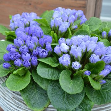 Primula Rosebud F1 Crocus Blue - Stengelloze sleutelbloem