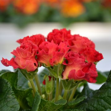 Primula Rosebud F1 Red Shades - Stengelloze sleutelbloem