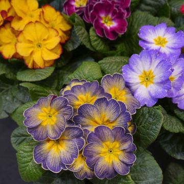 Primula F1 Starflame Mix - Stengelloze sleutelbloem