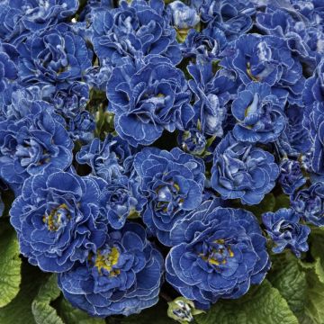 Primula Belarina Baltic Blue - Stengelloze sleutelbloem