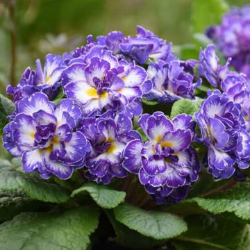 Primula Belarina Blue Ripples - Stengelloze sleutelbloem