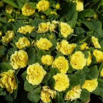 Primula Belarina Buttercup Yellow - Stengelloze sleutelbloem