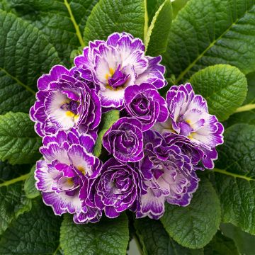 Primula Belarina Purple Dawn - Stengelloze sleutelbloem