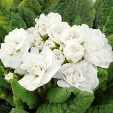 Primula Belarina Snow - Stengelloze sleutelbloem