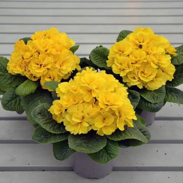 Primula Rubens Yellow F1 - Sleutelbloem