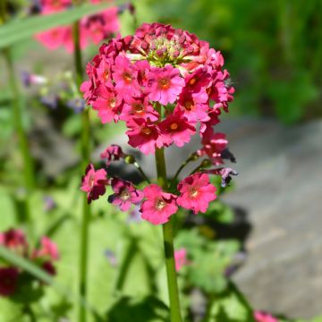 Primula japonica Millers Crimson - Japanse sleutelbloem
