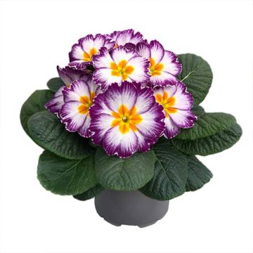 Primula Ambie Violet Flame F1 - Sleutelbloem