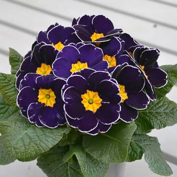 Primula Charlie Deep Blue Edge F1 - Sleutelbloem