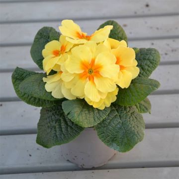 Primula Evie Lemon Cream F1 - Sleutelbloem