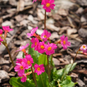 Primula rosea Grandiflora - Sleutelbloem