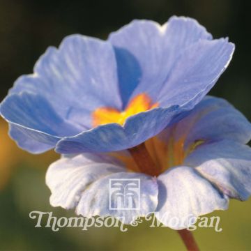 Primula tommasinii You And Me Blue (zaad) - Sleutelbloem