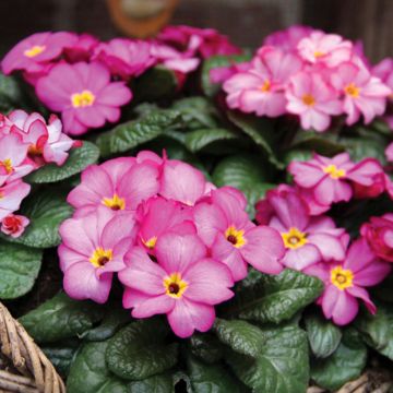 Primula acaulis Tinkerbells - Stengelloze sleutelbloem