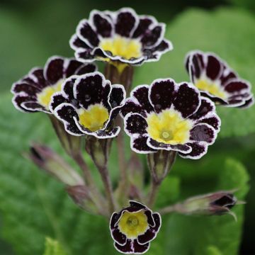 Primula elatior Gold Lace Black - Slanke sleutelbloem