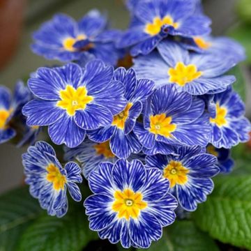 Primula polyantha Tie Dye - Sleutelbloem