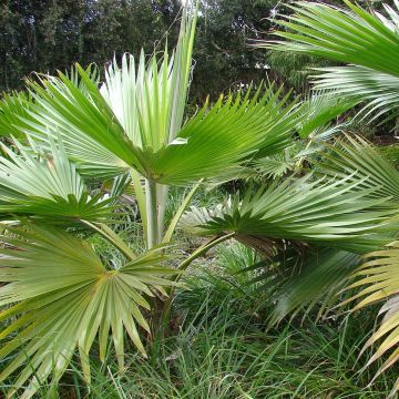 Pritchardia hillebrandii - Palmlelie