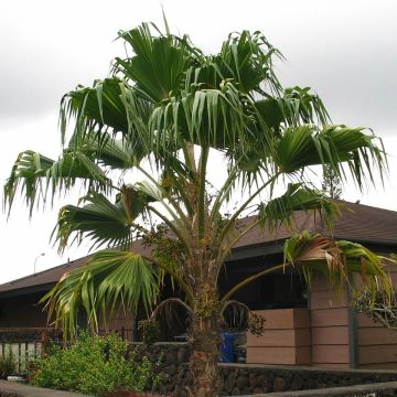 Pritchardia remota - Palmlelie