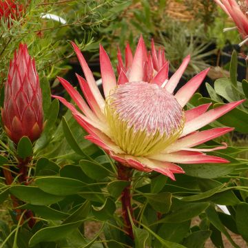 Protea cynaroides Pink Crown - Koningsprotea