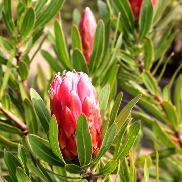 Protea Pink Ice - Suikerbos