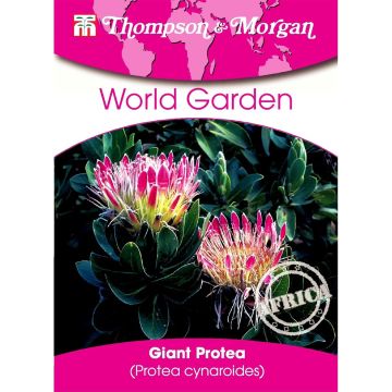 Protea cynaroides (zaad) - Koningsprotea