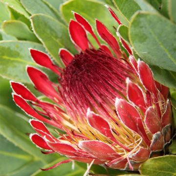 Protea eximia - Suikerbos