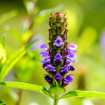 Prunella vulgaris - Brunel
