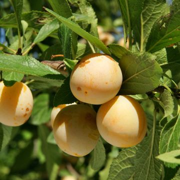 Mirabelle Badoual BIO