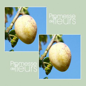 Pruim Witte kwets van Létricourt