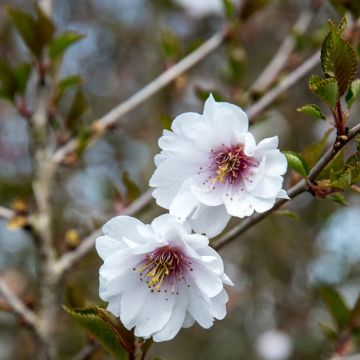 Prunus subhirtella Hally Jolivette - Winterbloeiende kers