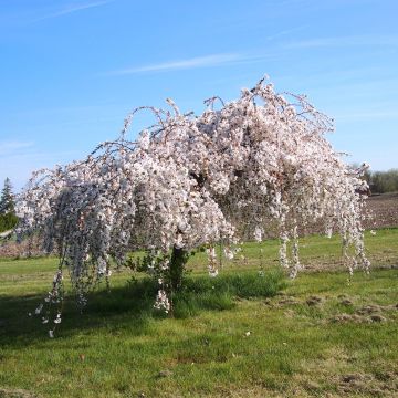 Prunus Snow Fountains - Japanse sierkers