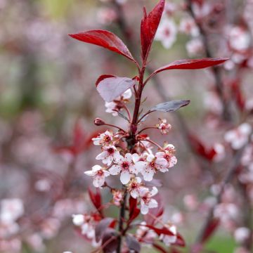 Prunus cistena - Sierpruim