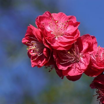 Prunus persica Melred Weeping - Perzikboom