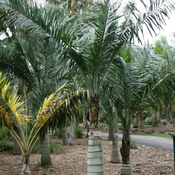 Pseudophoenix sargentii - Zeeroverpalm