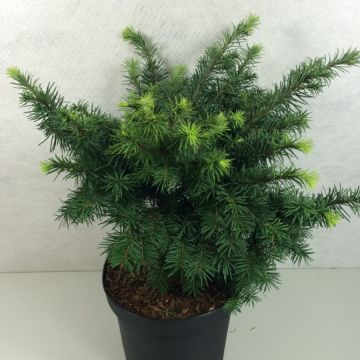 Pseudotsuga menziesii Fletcheri - Douglasspar