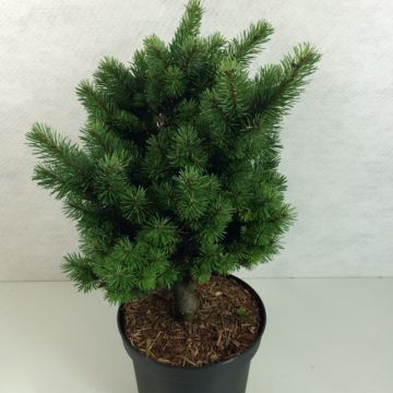 Pseudotsuga menziesii Pannenhoef - Douglasspar