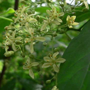 Ptelea trifoliata - Lederboom