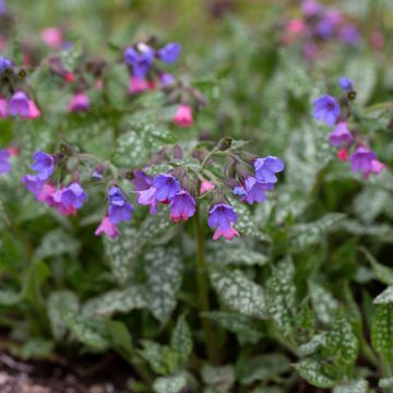 Pulmonaria saccharata Silver Bouquet - Longkruid