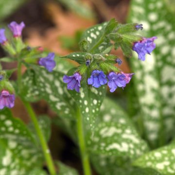 Pulmonaria Twinkle Toes - Longkruid
