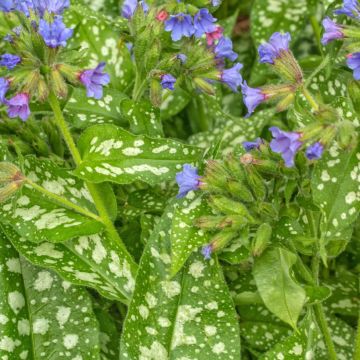 Pulmonaria Trevi Fountain - Longkruid