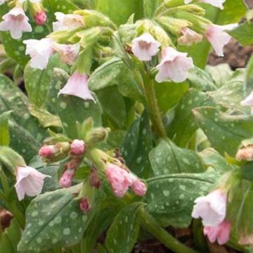 Pulmonaria saccharata Pierres Pure Pink - Gevlekt longkruid