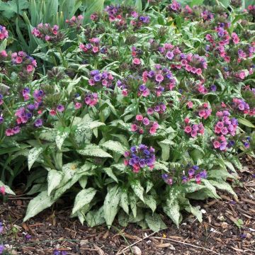 Pulmonaria saccharata Silverado - Longkruid