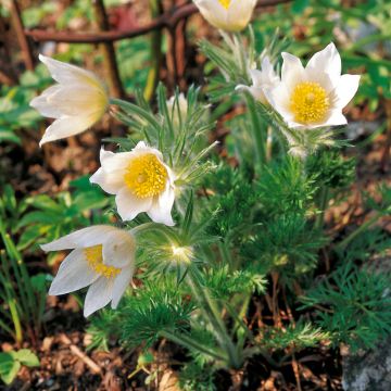 Pulsatilla vulgaris Alba - Wildemanskruid