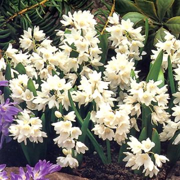 Puschkinia scilloides libanotica Alba - Buishyacint